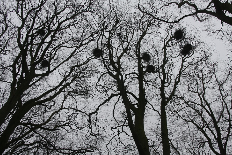 Crow's-nest
