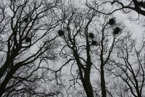 Crow's-nest