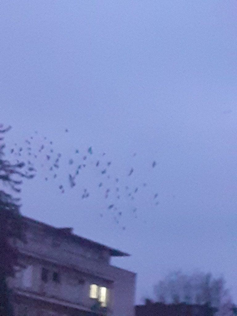 crows-in-flight