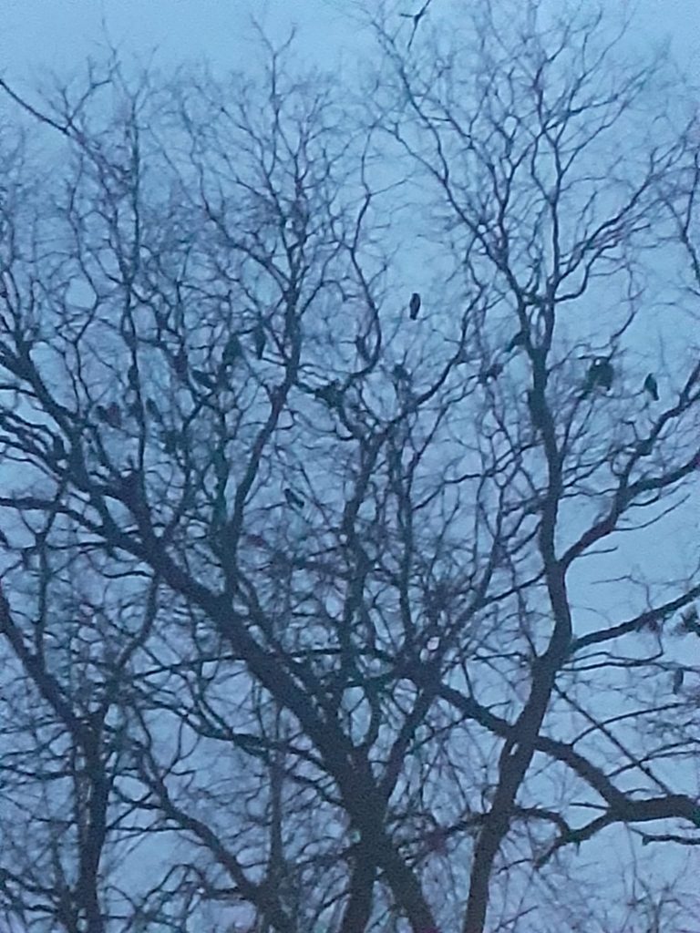 crows-on-trees