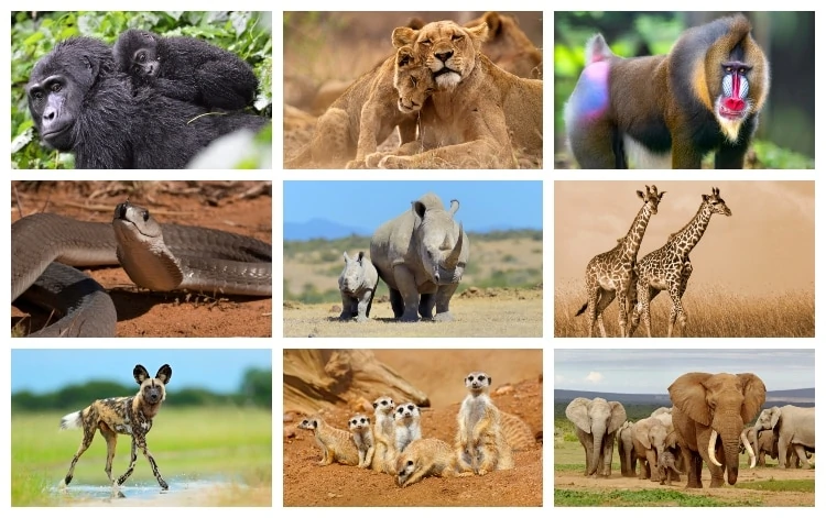 Animals-in-Africa