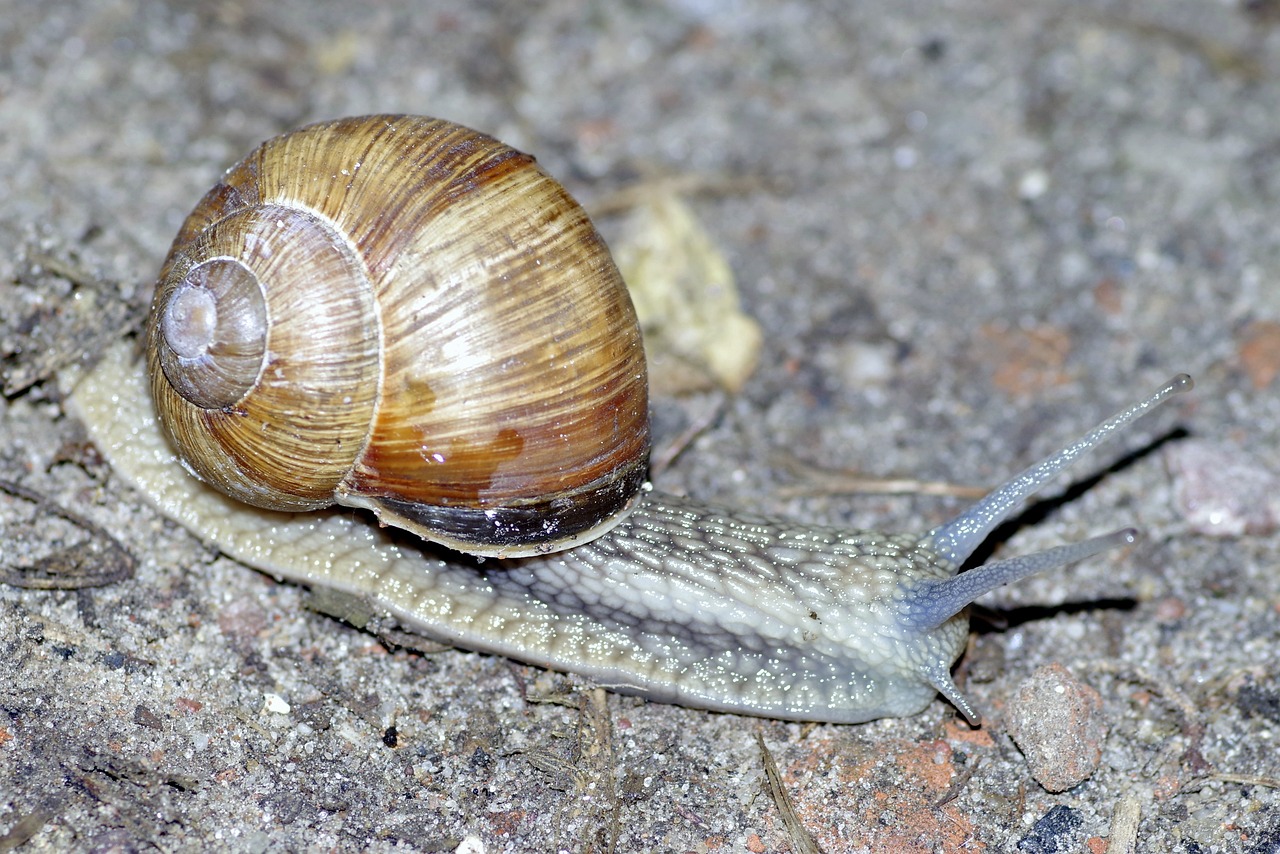 vineyard-snail