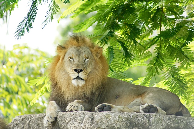 lion-leader