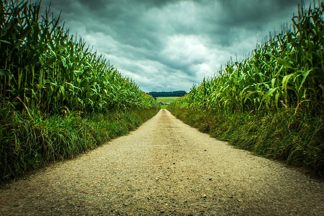 the-road-through-the-cornfields