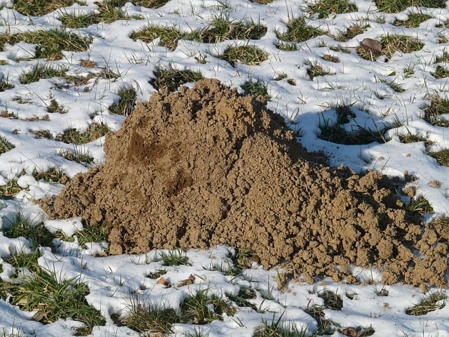 molehill-Embankment-Mole-Lawn